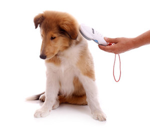 Compulsory Pet Microchipping