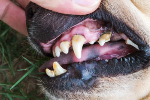 Dog dental health campaign
