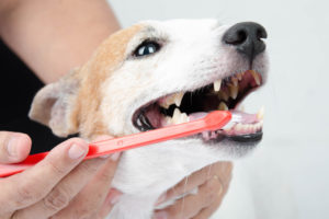 Pet dental check-up - Cleaning dog's teeth