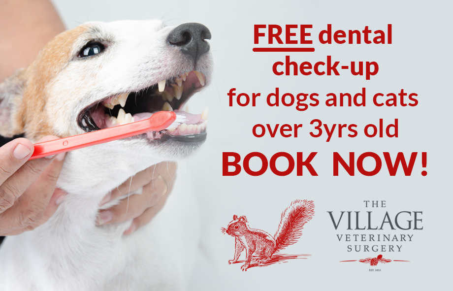 Learn why dental health is so important to your pet’s health